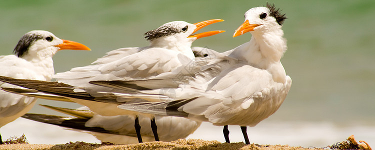 海鸥野外动物野生动物海滩生命海鸟动物群生活鸟类主题全景图片