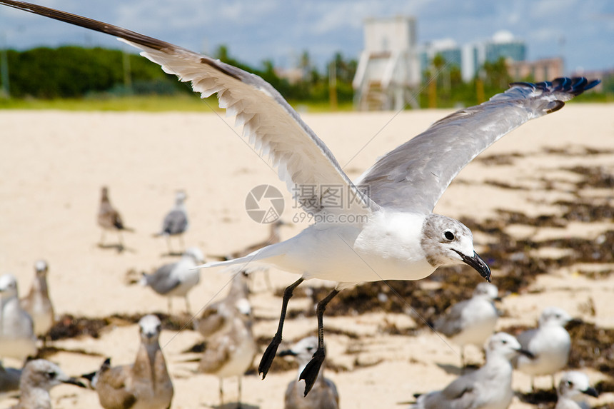 海鸥生命动物群摄影鸟类主题羽毛生活运动阳光海滩图片