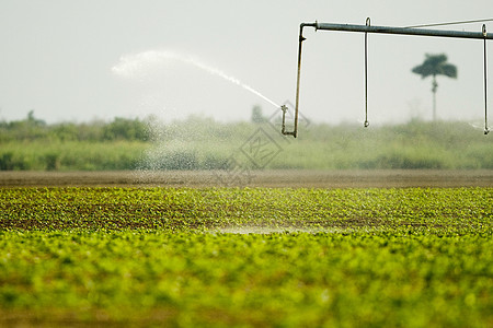 Sprinkler 喷雾器风光农具绿色设备风景灭火农业系统灌溉洒水器图片