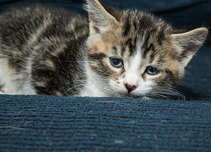 在沙发上沉睡的婴儿猫毛皮蓝色头发猫科动物动物哺乳动物女性卧室宠物虎斑图片