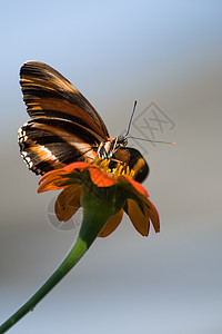 橙花上的虎燕尾野生动物摄影昆虫生命野外动物动物脊椎动物动物群蝴蝶脆弱性图片
