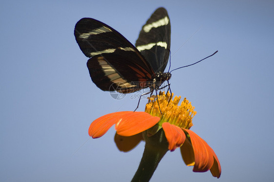 橙花上的虎燕尾生命昆虫脊椎动物动物摄影脆弱性动物群野生动物昆虫学翅膀图片