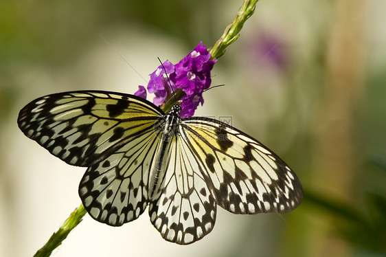 尼姆夫蝴蝶树动物动物群蝴蝶自然纹叶子脊椎动物野外动物野生动物生命摄影图片