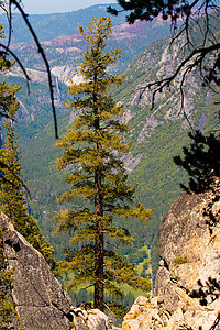 山谷中的树木植被悬崖目的地旅游树干阳光风景场景摄影岩石图片