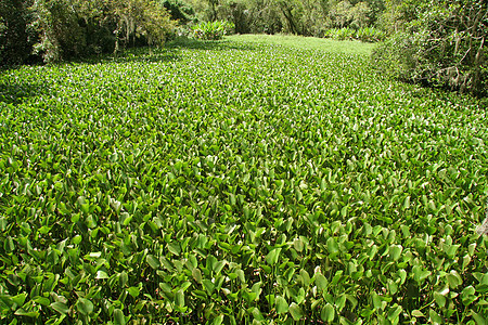 水植被绿色叶子水平免版税沼泽植物风景阳光树叶图片