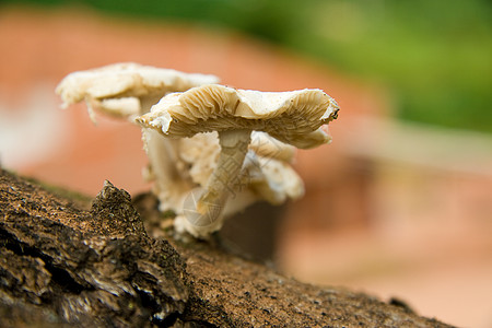 野蘑菇菌类生长植物树干前景摄影水平图片