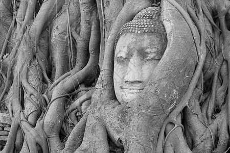 泰国Banyan树的佛像头雕像宗教寺庙图片