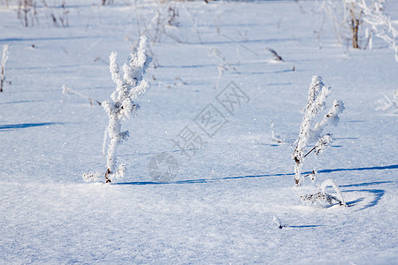 下雪时 青草被冰冻的霜覆盖灌木太阳白色新年树枝场地强光天空小路脚印图片