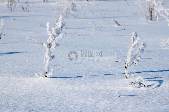 下雪时 青草被冰冻的霜覆盖灌木太阳白色新年树枝场地强光天空小路脚印图片