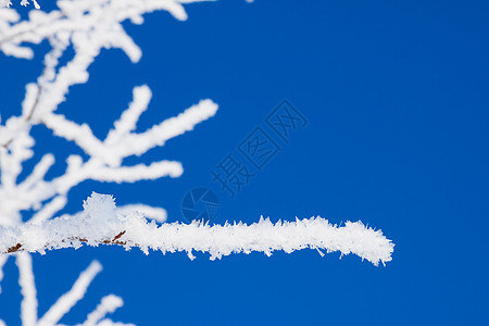 特写寒雪树的枝叶季节红色森林磨砂季节性窗户天气白色分支机构水晶图片