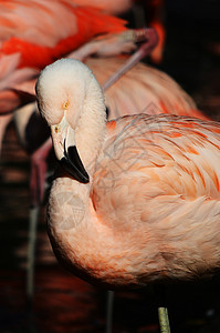 火烈鸟粉色情调野生动物异国动物园羽毛橙子动物图片