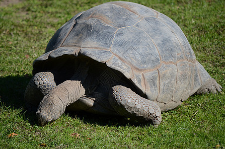 巨龟野生动物草地爬虫动物动物园乌龟爬行动物动物群图片