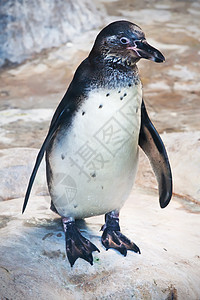 企鹅岩石白色黑色荒野游泳海洋动物生活野生动物图片