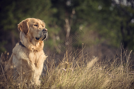 室外拉布拉多猎犬野生动物宠物金子男性棕色动物好奇心打猎猎人背景图片