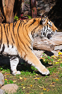 老虎猫科动物野猫猎人捕食者食肉野生动物荒野危险丛林侵略图片