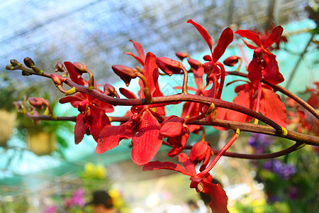 红色兰花花瓣植物群热带异国情调叶子植物绿色图片