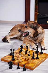 狗和象棋对壁炉木板智慧哺乳动物友谊小狗智力战略运动游戏派对图片