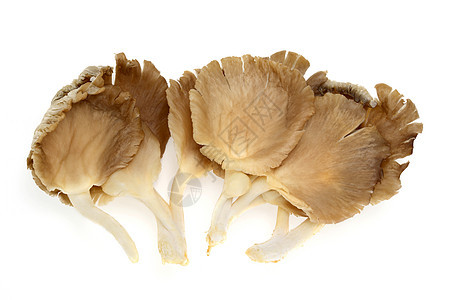 牡蛎蘑菇生食食物蔬菜平菇背景图片