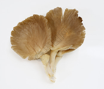 牡蛎蘑菇蔬菜生食食物平菇背景图片