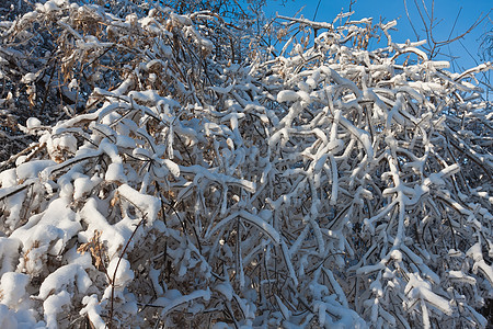 冬季森林太阳场景白色冻结天空季节木头天气阳光树木图片