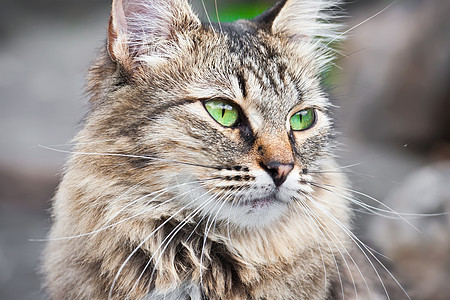 猫类哺乳动物宠物黑色头发鼻子虎斑晶须灰色小猫猫咪图片