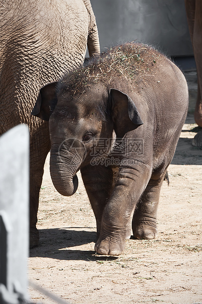 大象荒野孩子婴儿象牙灰色树干耳朵獠牙动物园野生动物图片