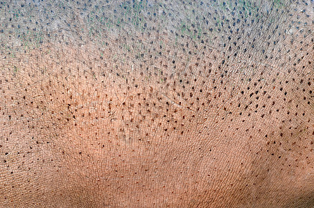 河马皮肤皱纹皮革细胞哺乳动物崎岖动物肤色棕色表皮图片