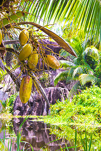在异国度假胜地棕榈上水果香蕉饮食气候植物收成树林情调食物手掌丛林种植园图片
