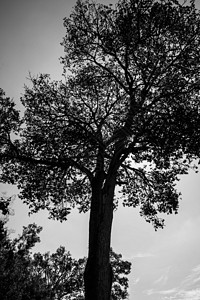 大树农村国家天空橡木树干场地叶子照片公园日落图片