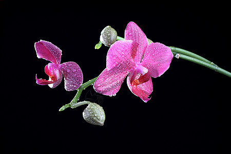 树枝上有花朵的兰花花瓣异国活力粉色情调植物黑色绿色热带花束图片