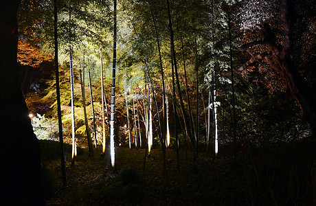 Rikukugien花园季节性照明江户森林城市竹子树木池塘花园地区反射公园图片