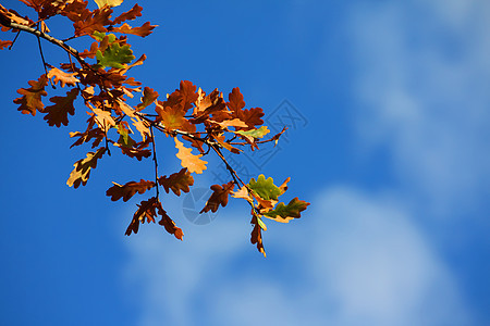 蓝色云层天空背景的树上的彩色叶子图片