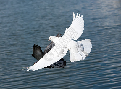 白鸽希望白色空气动物羽毛翅膀自由航班图片