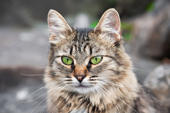 猫类虎斑猫咪鼻子小猫晶须头发哺乳动物灰色宠物毛皮图片