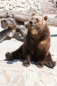 熊动物爪子男性荒野毛皮野生动物力量牙齿动物园危险图片