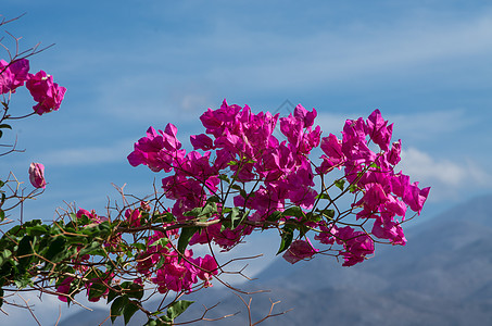 一个希腊布甘维尔的紫花朵文化生活气候植物热带国家天空阳光花朵藤蔓图片