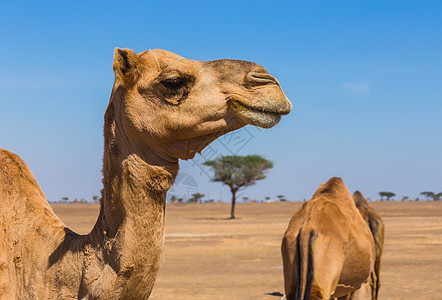 带骆驼的沙漠景观运输动物群哺乳动物夫妻荒野地伦动物大篷车旅行旅游图片