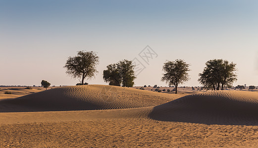 阿拉伯沙漠男人树木头巾荒野游客艺术灰尘沙丘衣服旅行图片