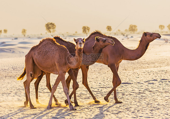 带骆驼的沙漠景观动物群旅行夫妻大篷车地伦哺乳动物动物旅游荒野运输图片