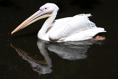 佩利卡羽毛粉色野生动物航班动物群白色荒野动物公园动物园图片