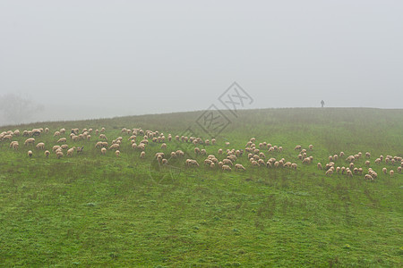 薄雾动物食物牧人哺乳动物阴霾农业羊肉干草内存农村图片