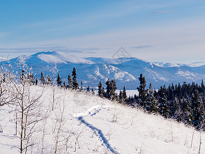 Taiga雪地道冬季风景 加拿大育空图片