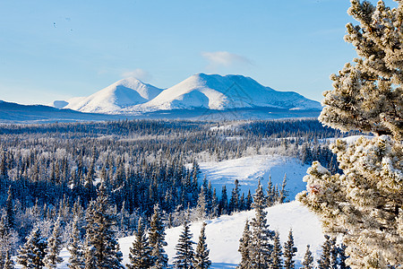 Taiga冬季雪雪景观 加拿大育空地区背景图片