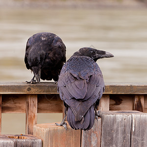 两个常见的乌鸦 科沃斯corax互动图片