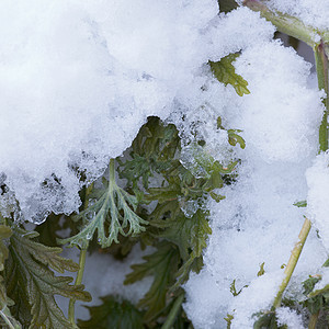 绿枯植物叶上的新鲜雪花图片