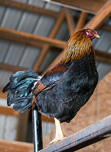 典型农场的鸡鸡公鸡宠物栅栏团队天花板旅行光束鸡冠羽毛旅游图片