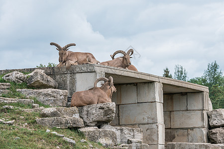 山上养山的山羊石头闲暇哺乳动物男性野生动物场地动物园爬坡乐趣季节图片