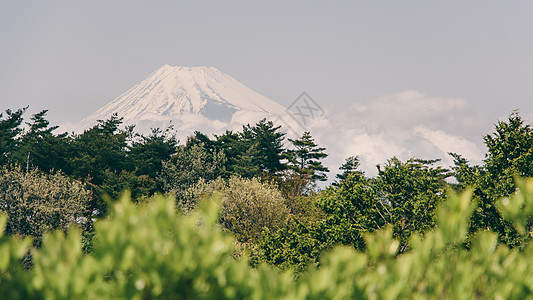 Mt Fuji 视图场景历史性旅行绿色白色风景树叶地标天空火山图片