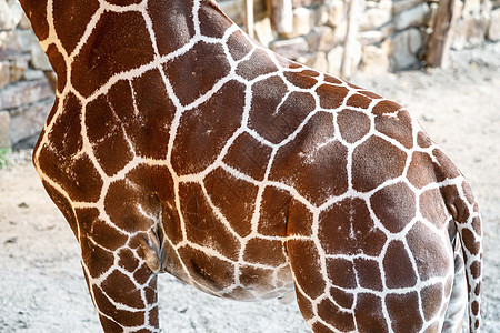 Giraffe 皮肤纹理棕色动物墙纸野生动物材料插图哺乳动物动物园丛林皮革图片