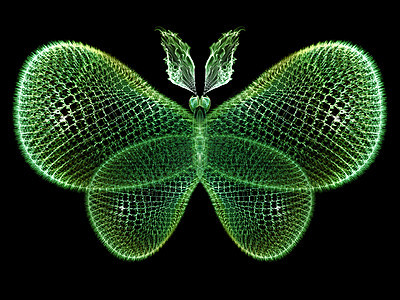 蝴蝶可视化生物学动物插图想像力漏洞几何学渲染数学花园翅膀图片